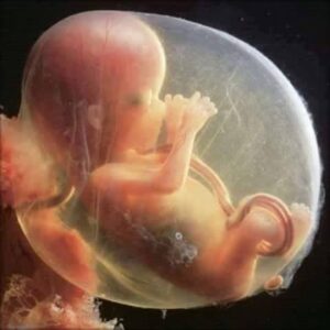 15 Weeks Pregnant Human Embryology and the Holy Quran